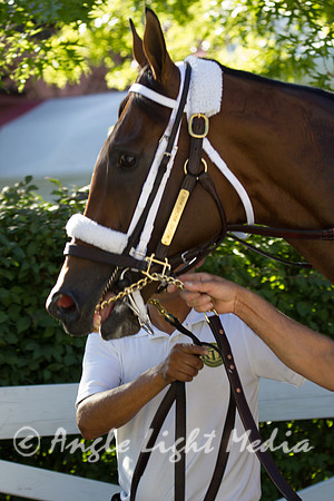 Mucho Macho Man on the Path-0300