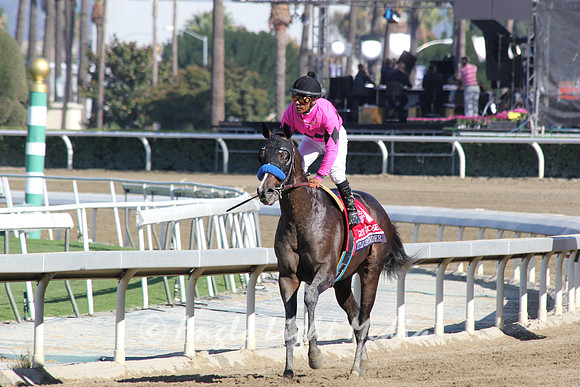 #1 Title Contender Returning 2 Head R8 GG BC Juvenile
