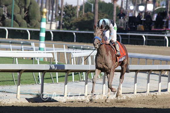 #7 Capo Bastone Returning R8 GG BC Juvenile