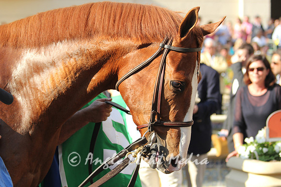 Shackleford head profile