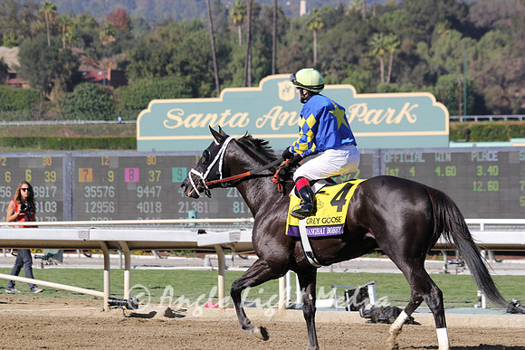 #4 Shanghai Bobby to the Winners 2 Circle R8 GG BC Juvenile