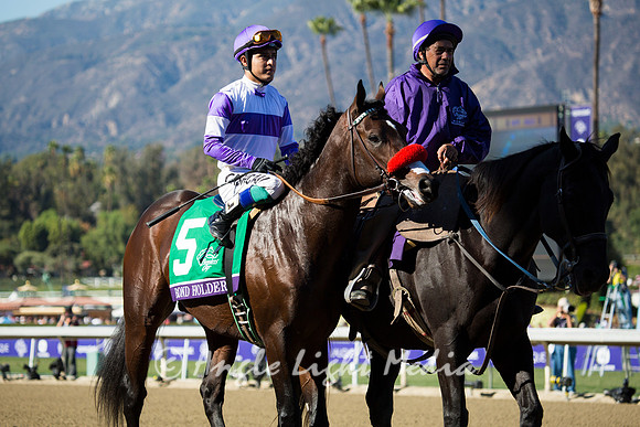 Bond Holder nice mane