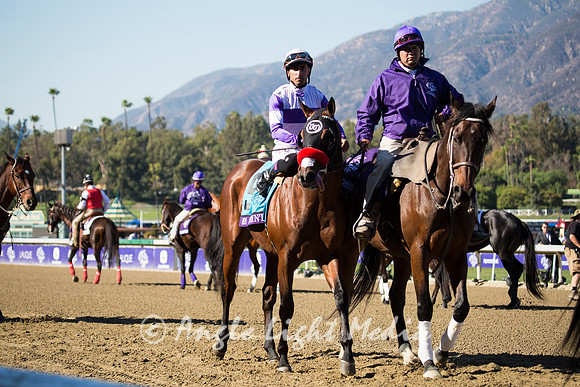 Rum Point in the Post Parade