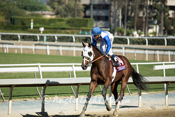 Strong Mandate gallops back